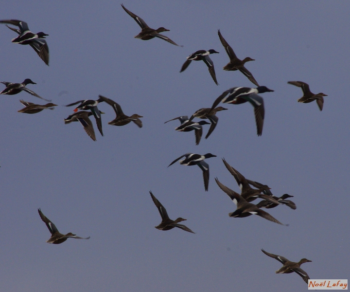 Canards souchets__.JPG - Aiguamolls 12/2015